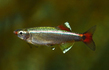 Кардинал (Tanichthys albonubes)