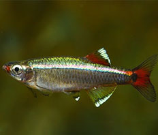 Кардинал (Tanichthys albonubes)