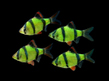 Барбус суматранский Glo Fish (Puntius tetrazona var.)