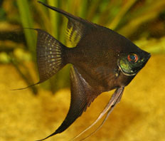 Скалярия черная дымчатая (Pterophyllum scalare var.)