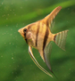 Скалярия в ассортименте (Pterophyllum scalare var.)