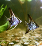 Скалярия в ассортименте (Pterophyllum scalare var.)