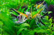 Скалярия в ассортименте (Pterophyllum scalare var.)