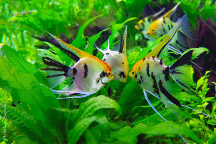 Скалярия в ассортименте (Pterophyllum scalare var.)