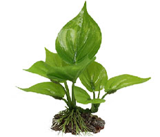 Искусственное растение 10см "Анубиас" (YM-5801)