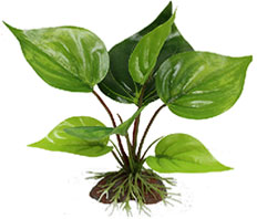Искусственное растение 15см "Анубиас" (YM-5811)