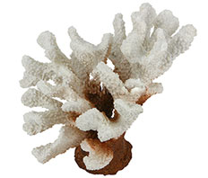 Коралл Vitality пластиковый белый 13х5х11.5 см, SH9202W