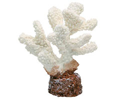 Коралл Vitality пластиковый белый 10.2х7.2х12 см, SH9203W