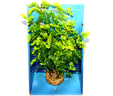 Искусственное растение Хемиантус 25 см на подложке (YS-192183)