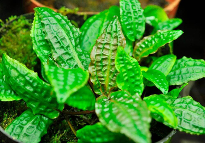 Криптокорина родственная (Cryptocoryne Affinis)