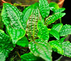 Криптокорина родственная (Cryptocoryne Affinis)