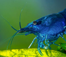 Креветка "Голубая мечта" (Neocaridina var. Blue Dream)