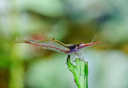 Креветка Пиноккио (Caridina gracilirostris)