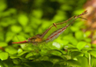 Креветка Пиноккио (Caridina gracilirostris)