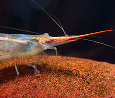 Креветка Пиноккио (Caridina gracilirostris)