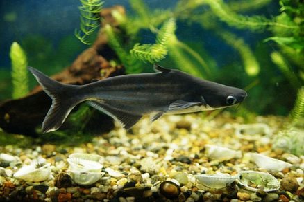 Пангасиус обыкновенный (Pangasius hypophthalmus)