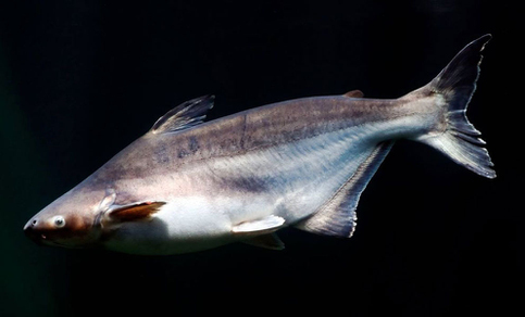 Пангасиус обыкновенный (Pangasius hypophthalmus)