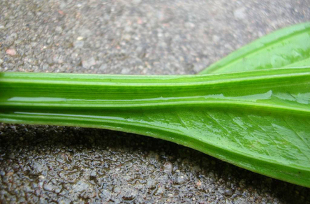 Эхинодорус декумбенс (Echinodorus decumbens)