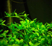 Ротала индийская зеленая (Rotala indica sp. Green)