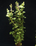 Ротала индийская зеленая (Rotala indica sp. Green)