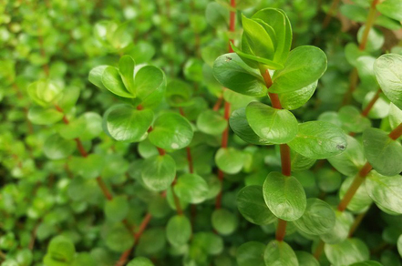 Ротала индийская зеленая (Rotala indica sp. Green)