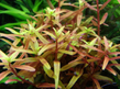 Ротала Хра (Rotala H'Ra)