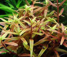 Ротала Хра (Rotala H'Ra)