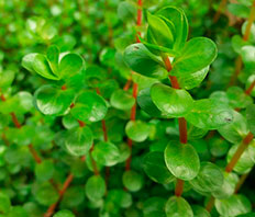 Ротала индийская зеленая (Rotala indica sp. Green)