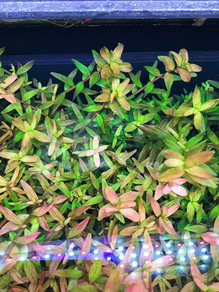 Ротала круглолистная Фуцзянь (Rotala rotundifolia var. Fujian)