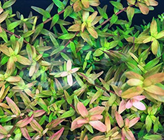 Ротала круглолистная Фуцзянь (Rotala rotundifolia var. Fujian)