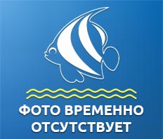 Альтернантера бетзикиана красная (Alternanthera ficoidea bettzickiana red)