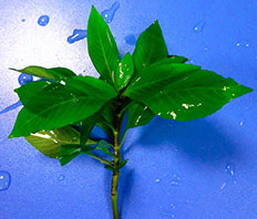 Гигрофила лимонник вишневый лист (Hygrophila compacta cherry leaf)