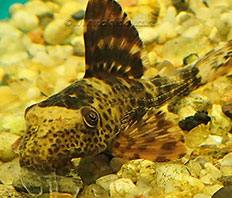 Кохлиодон красный L 050 (Hypostomus сochliodon)
