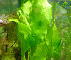 Эхинодорус марти (Echinodorus martii)