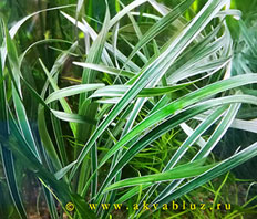 Офиопогон ябуран пестролистный (Ophiopogon jaburan variegatus)