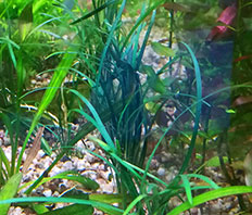 Офиопогон японский (Ophiopogon japonicus)