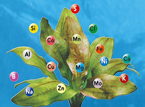 Питательные вещества и их значение для аквариумных растений
