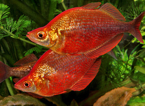 Красная молния Вашего аквариума - Glossolepis incisus