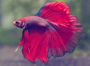 "Красивый воин" Петушок - Betta splendens