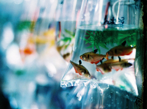 Адаптация новой рыбки к воде домашнего аквариума