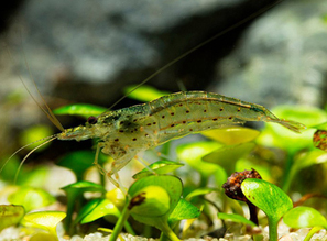 Маленький помощник в борьбе за чистоту - Amano Shrimp