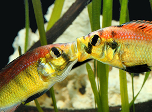 БРОНЗОВАЯ рыбка! Астатотиляпия бронзовая (Аstatotilapia aeneocolor)