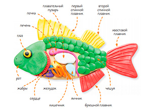 Уникальная биология рыб