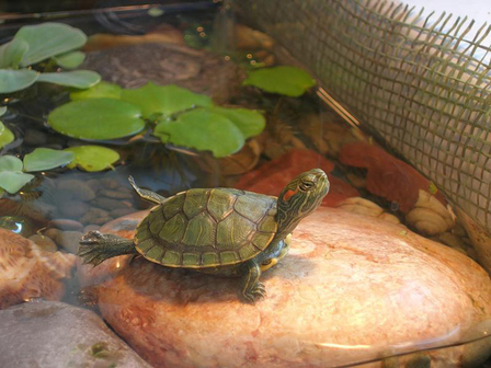 Красноухая черепашка (Trachemys scripta)