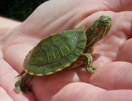 Красноухая черепашка (Trachemys scripta)