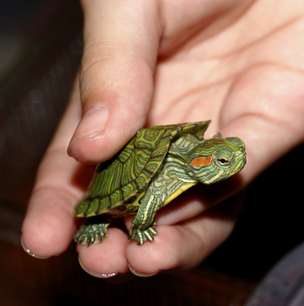 Красноухая черепашка (Trachemys scripta)