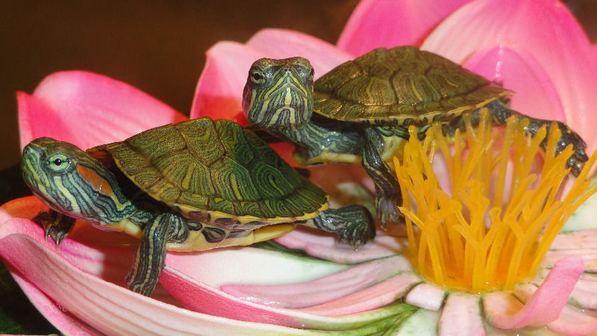 Красноухая черепашка (Trachemys scripta)