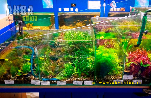 Водные растения для аквариума и палюдариума в наличии. Магазин АКВА БЛЮЗ.