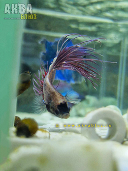 Рыбка "ПЕТУШОК" в продаже в АКВА БЛЮЗ!