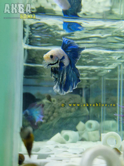 Рыбка "ПЕТУШОК" в продаже в АКВА БЛЮЗ!